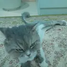 قطوه للتبني