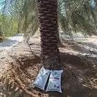 صيانه النخيل