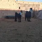 عنز عارضيه حدرها جفره