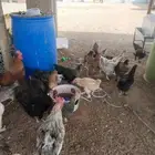دجاج بلدي