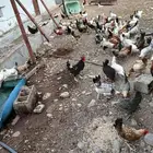 دجاج بلدي للبيع مفرخات العدد 2 معها قريب 9 صيصان