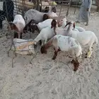 جذعات نعيم مقاني طيبه الموقع مليجه
