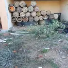 خلايا نحل شمراني