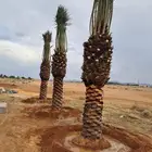 جميع اعمال النخيل