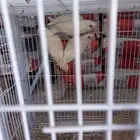 ازواج روز بينو منتج