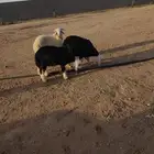 2 خرفان نجدي