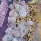 فروخ روز عمر 25يوام جحم جمبو