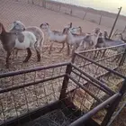 سواكن بلدي صنف