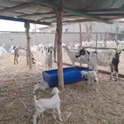 غنم بيشيات ولد ودفاع
