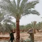 نخل مثمر للبيع اخلاص صقعي هلالي مجدول سلمى غر سلج سلاطين
