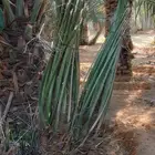 فسائيل نخل خلاص درجه اولا المن يرغب ان يزرع استراحه او يشتل