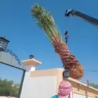 جث وغرس وتكريب النخيل والأشجار