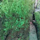 أشجار مثمره فركس خوخ عنب ليمون برتقال تفاح كعب الغزال تين رمان