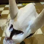 ديك رومي ذبح طازج