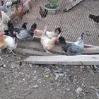 دجاج بلدي