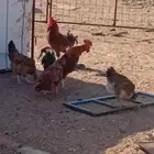 دجاج احمر فرنسي