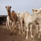 حشوا ثمانية قعدان الحد 6500