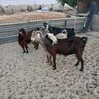 معزا دفيع طيبه الموقع مليجه