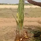 يوجد الدنيا جميع أنواع النخيل