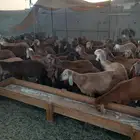 طليان سواكني حمري