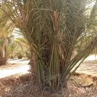 فسايل النخيل المثمرة ونقايل بكل المقسات