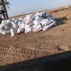 شقراء