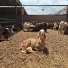 هرفي سواكني صغير واحة_اللحوم
