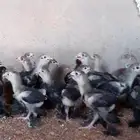 صيصان براهما اسود بلاك العملاق