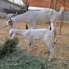 شاه بيشيه تحتها جفره ديودها سليمه محصنه جميع التحصينات