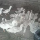 يوجد البط بكيني اعمر 4 شهر