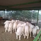 ذبائح حري - سواكني