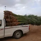 نخيل للبيع مت واجد بامكه جده طايف