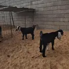 تيس وجفره طيبات