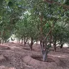 اشجار للبيع مع الجث والنقل