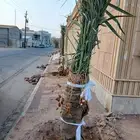 يوجد لدينا جميع انواع النخيل وتركيب الشبوك