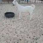 عنز ضروبه طيبه جدا. الموقع مليجه