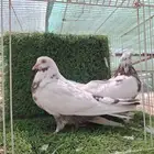 حمام مصري