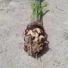 نخل اللبيع في الدمام