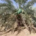 يوجد 400 نخله خلاص وكذالك يوجد 200 نخله مشكلات