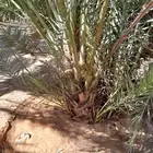 فسايل حلوه طيبه
