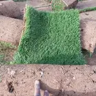 لجميع انواع الثيل الطبيعي درجة أولى