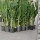 مشتل تنسيق الحدايق