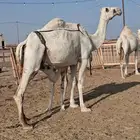 عشرا طيبه تصلح ضروبه