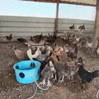 دجاج بلدي