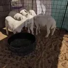 خرفان حريه طيبه وسمان