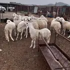 للبيع سواكن( حمر - بيض ) يوجد ذبح وتوصيل .
