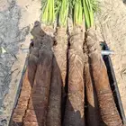 يوجدلدين جميع انواع انخل المثمره وزينه
