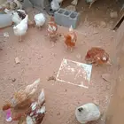 اطقم لوهمان بني ويوجد لوهمان ابيض