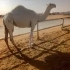 بكرة حقة الموقع سوق رماح