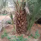 نخيل مثمر للبيع جثايث وفسائل و نقايل نخيل واشنطني وأشجار